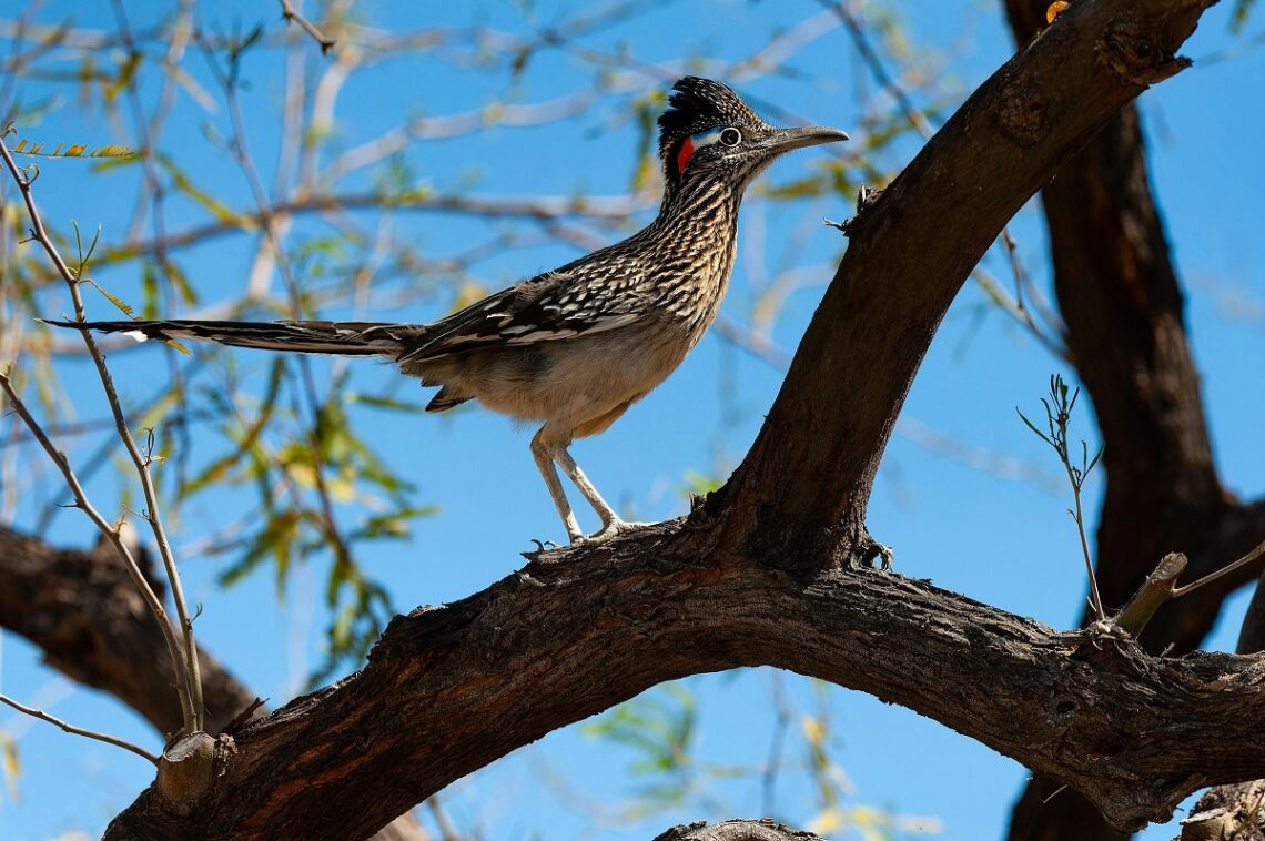Caratteristiche del Roadrunner