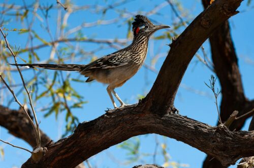Caratteristiche del Roadrunner