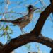 Caratteristiche del Roadrunner