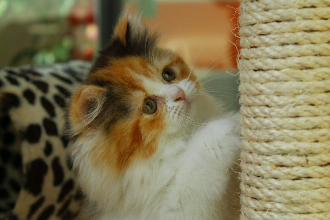 Come scegliere il tiragraffi perfetto per il tuo gatto