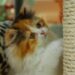 Come scegliere il tiragraffi perfetto per il tuo gatto