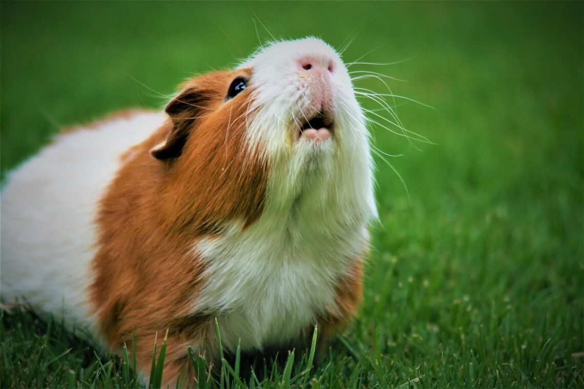Animali domestici in Italia