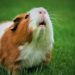 Animali domestici in Italia