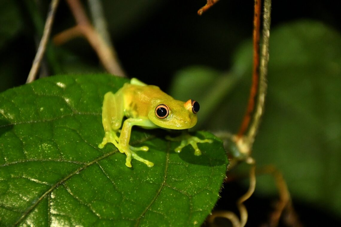 Giornata Mondiale d’Azione per l’Amazzonia