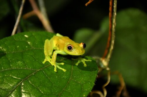 Giornata Mondiale d’Azione per l’Amazzonia