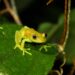 Giornata Mondiale d’Azione per l’Amazzonia