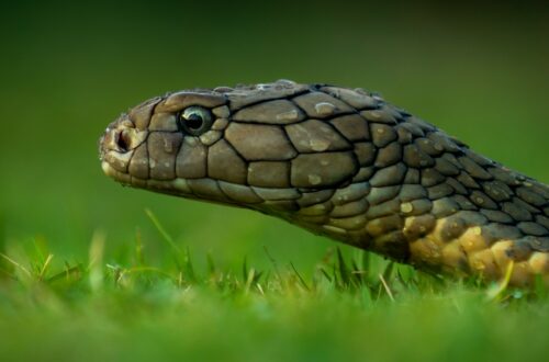 Verità scientifiche sui serpenti