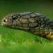 Verità scientifiche sui serpenti
