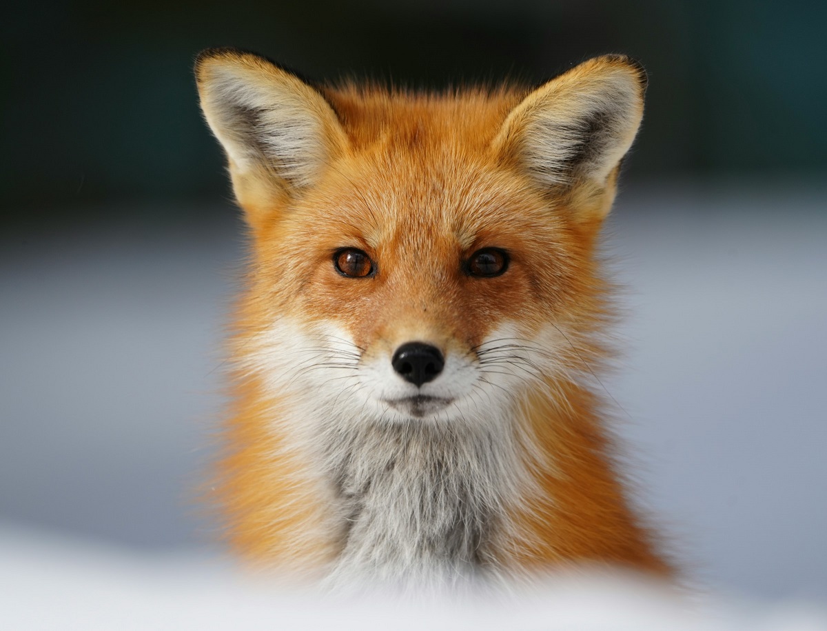 Giornata Mondiale degli Animali
