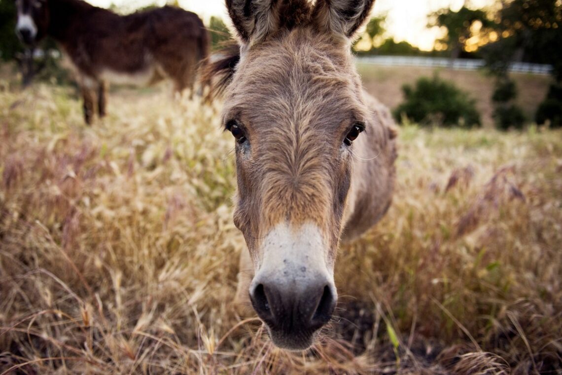Le associazioni animaliste tornano in piazza: dopo il Palio dell'Oca, proteste contro il Palio degli Asini