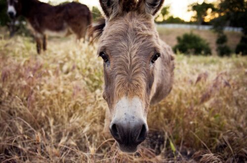 Le associazioni animaliste tornano in piazza: dopo il Palio dell'Oca, proteste contro il Palio degli Asini