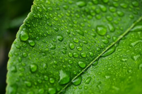 Terra ferita, cuore in ascolto: come guarire il Pianeta partendo da noi