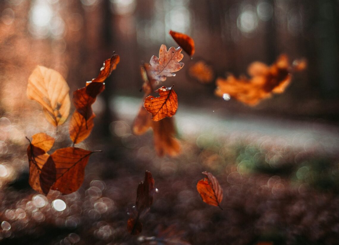 Lasciare andare: la lezione psicologica delle foglie che cadono