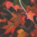 L’autunno come stagione interiore