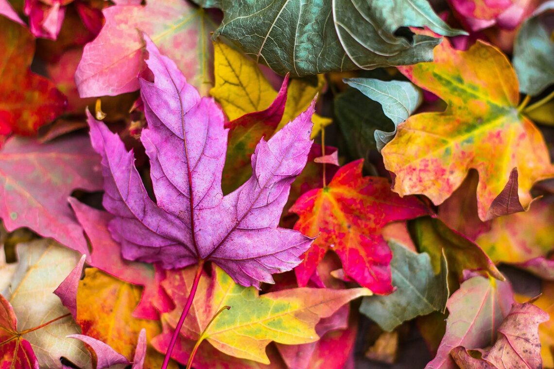 Dal compost al giardino: trasformare gli scarti autunnali in nuova vita