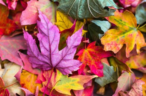 Dal compost al giardino: trasformare gli scarti autunnali in nuova vita