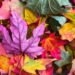 Dal compost al giardino: trasformare gli scarti autunnali in nuova vita