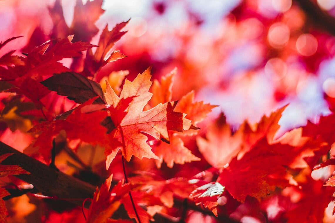 Riti e simboli dell’autunno