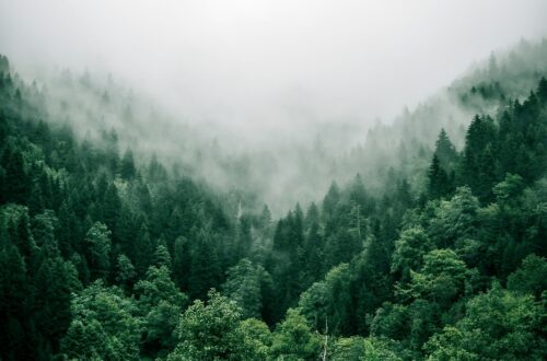 Il ruolo delle foreste nella lotta contro il cambiamento climatico