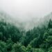 Il ruolo delle foreste nella lotta contro il cambiamento climatico