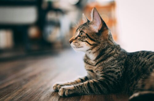 Come aiutare un gatto ad ambientarsi in una casa nuova