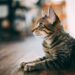 Come aiutare un gatto ad ambientarsi in una casa nuova