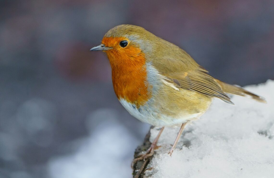 Come aiutare gli uccelli d'inverno