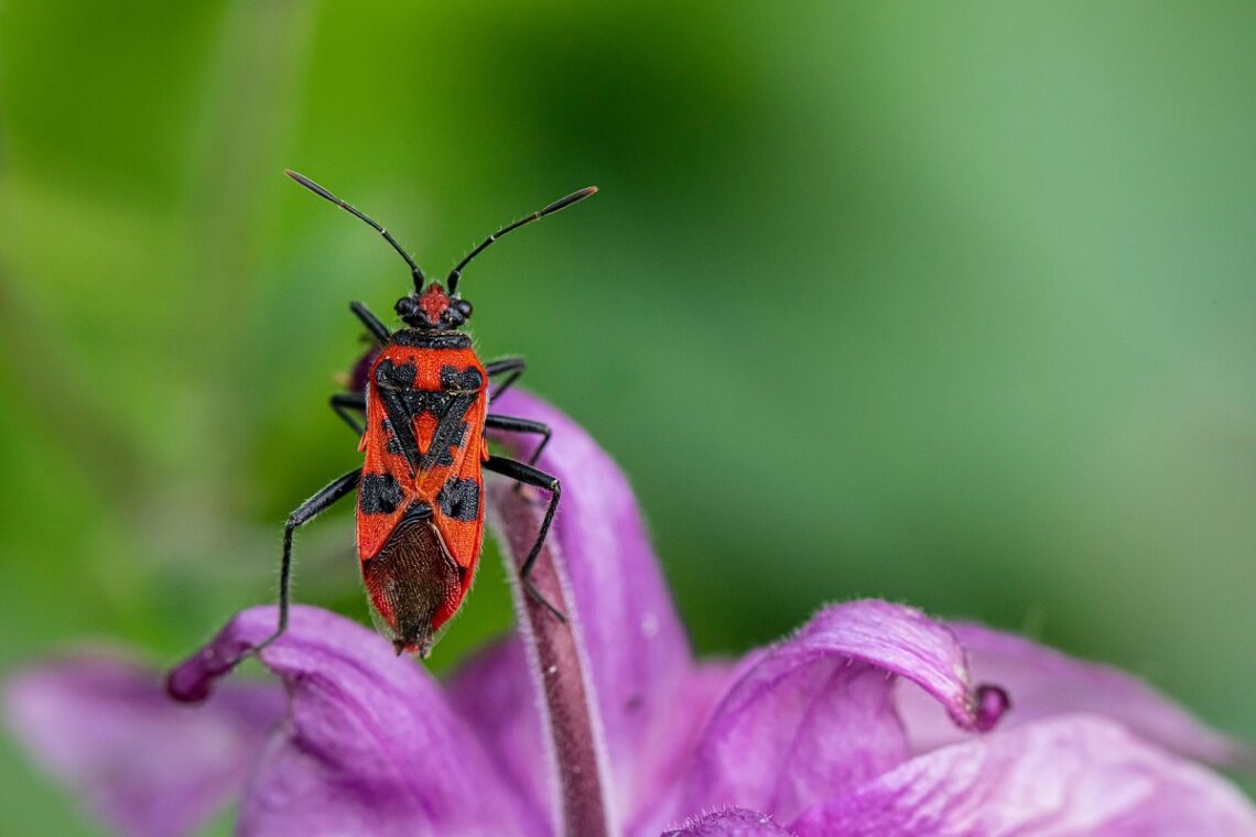 Storie di ordinaria entomologia. L’incredibile scienza degli insetti