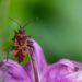 Storie di ordinaria entomologia. L’incredibile scienza degli insetti