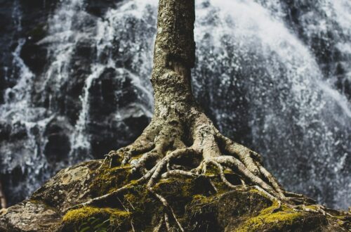 Che cos'è il fototropismo negativo?