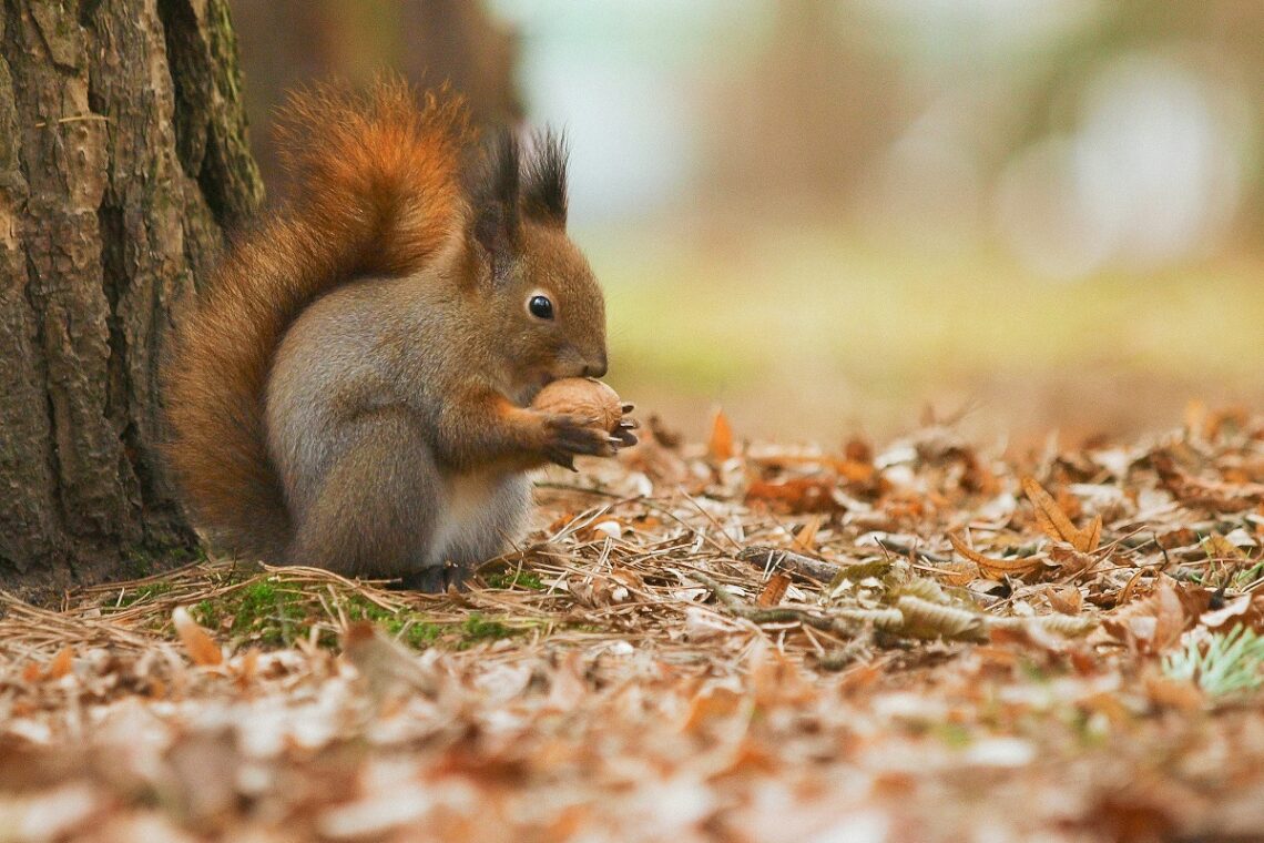Come si preparano gli scoiattoli all’inverno?