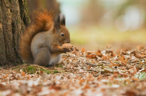 Come si preparano gli scoiattoli all’inverno?