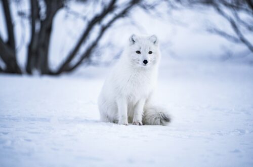 Gli animali della neve: