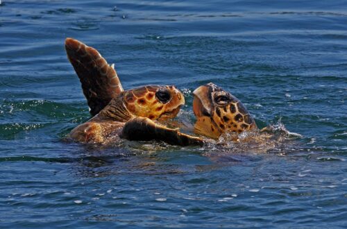 Anno da record per la Caretta caretta