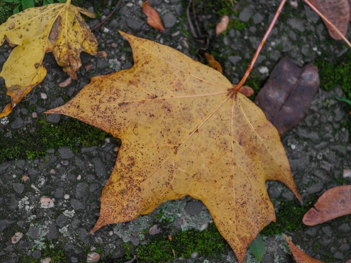 Versatilità ecologica delle foglie cadute