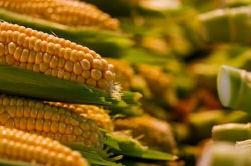 OGM: i rischi per l'ambiente