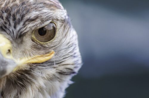 Il veleno dopo lo sparo: la mostra sull'inquinamento da piombo a Milano