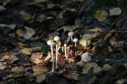 Che cos’è la biomassa?