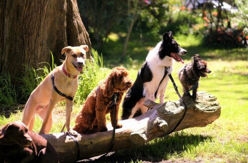 Galateo delle aree cani