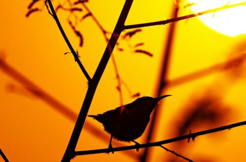 Come liberarsi definitivamente dal controllo di una madre narcisista