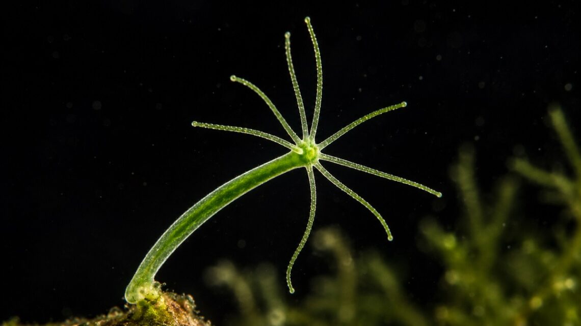 Hydra, l’animale che si autorigenera