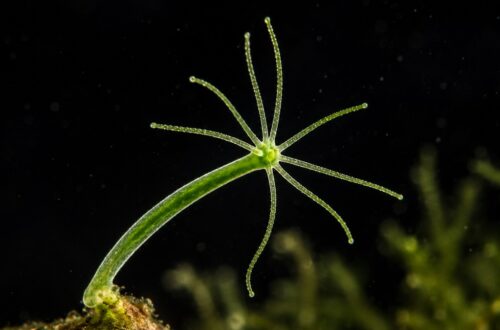 Hydra, l’animale che si autorigenera
