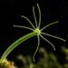 Hydra, l’animale che si autorigenera