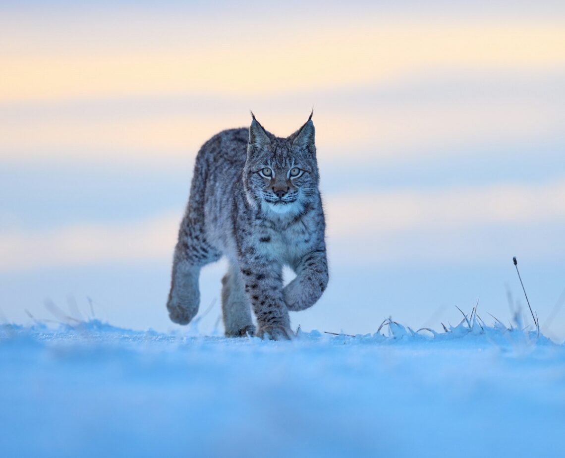 Simbologia della lince