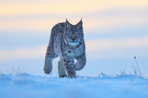 Simbologia della lince