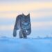 Simbologia della lince