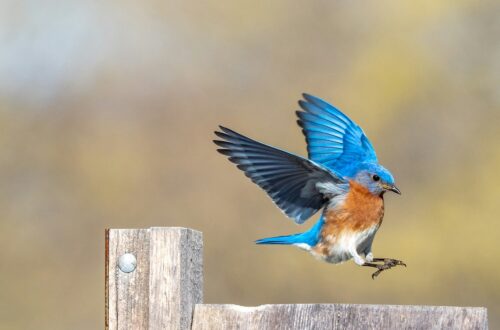 Perché le zampe degli uccelli sono simili a quelle dei rettili?