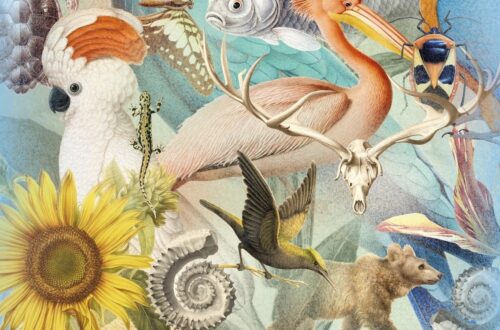 Il Museo di Storia Naturale di Parigi compie 400 anni: una mostra su Arte e Scienza celebra l’anniversario