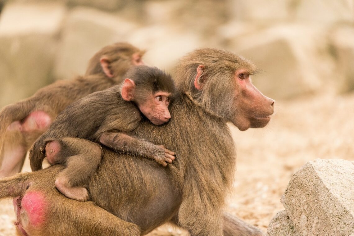 Comportamento protettivo nel mondo animale