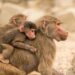 Comportamento protettivo nel mondo animale